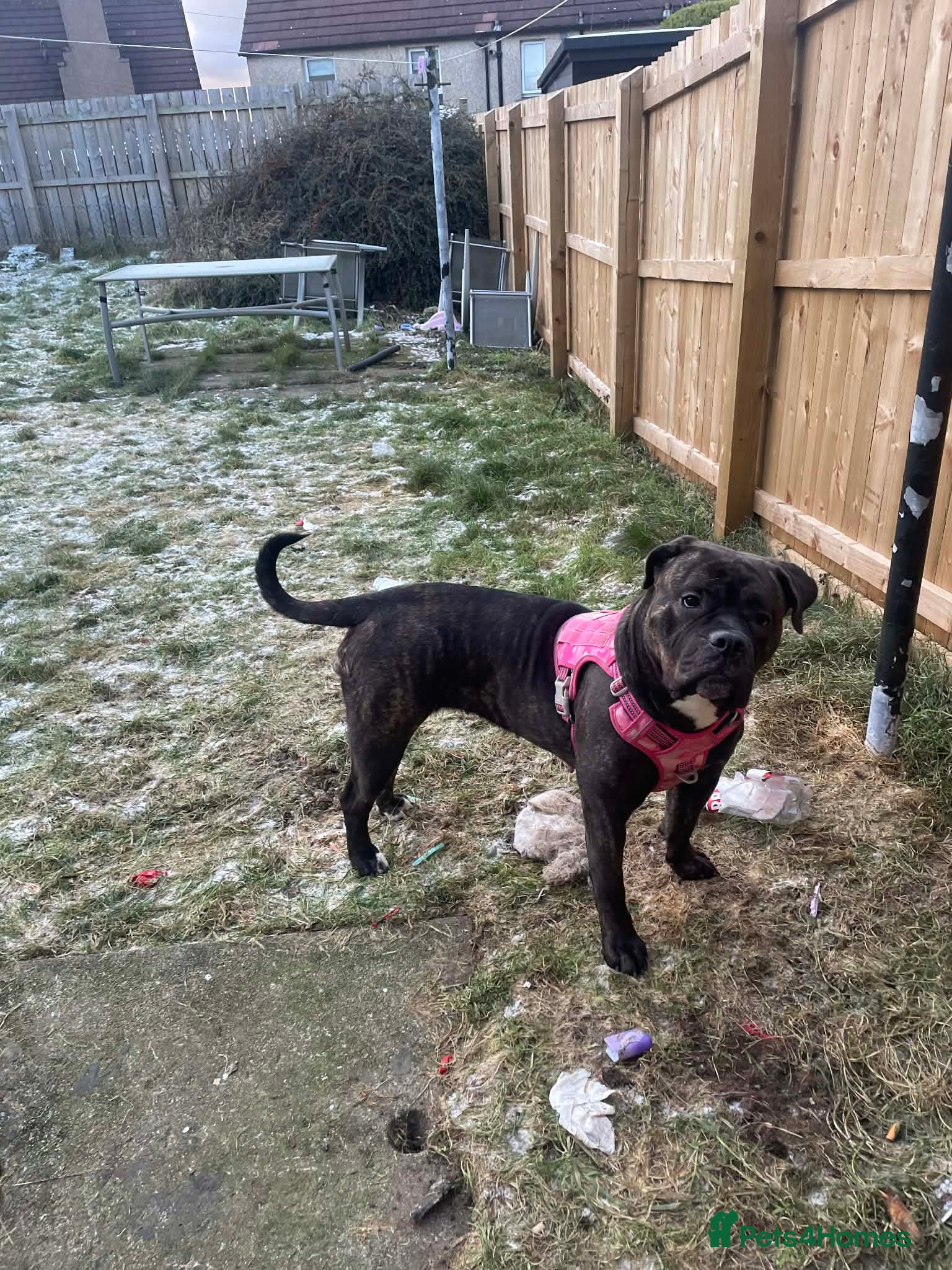 Mixed Breed dogs Orla came corso mix - Advert 6