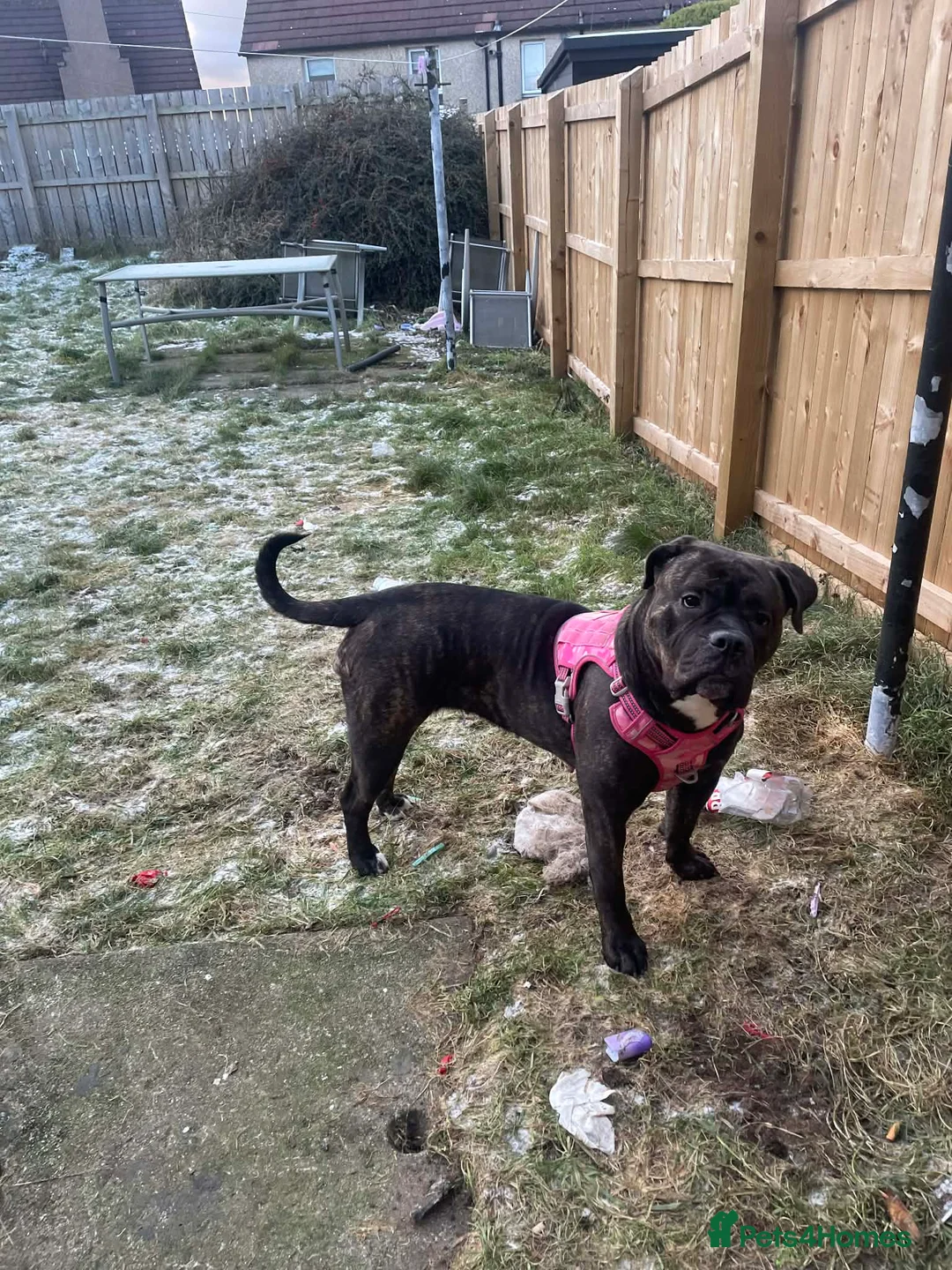 Mixed Breed dogs for sale: Orla came corso mix - Advert 1