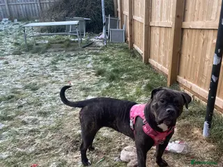 Mixed Breed dogs Orla came corso mix - Advert 4