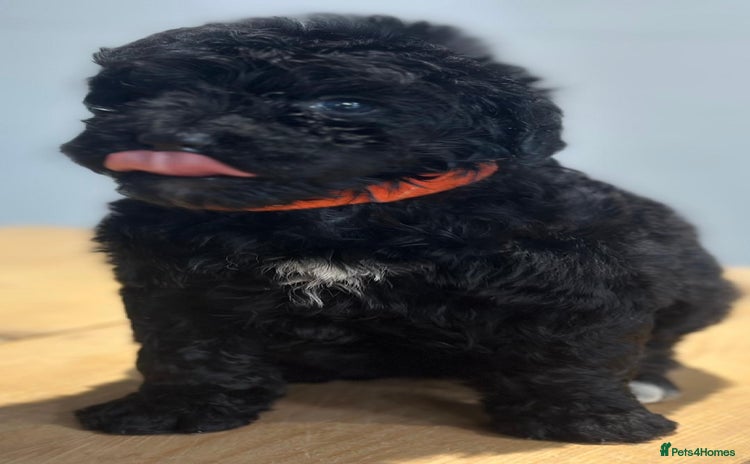 Bernedoodle dogs - Advert 6