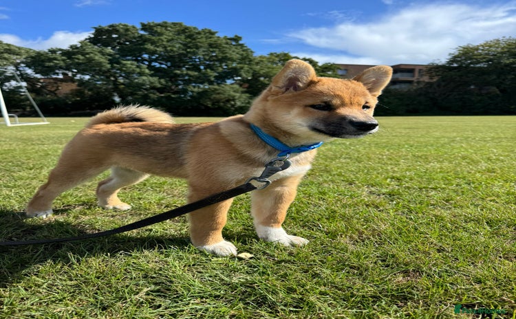 Japanese Shiba Inu dogs - Advert 2