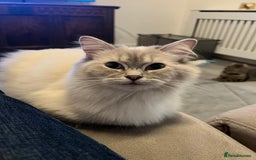 Ragdoll cats for sale: Stunning Seal Point Lynx Ragdoll For Sale. - Image 19