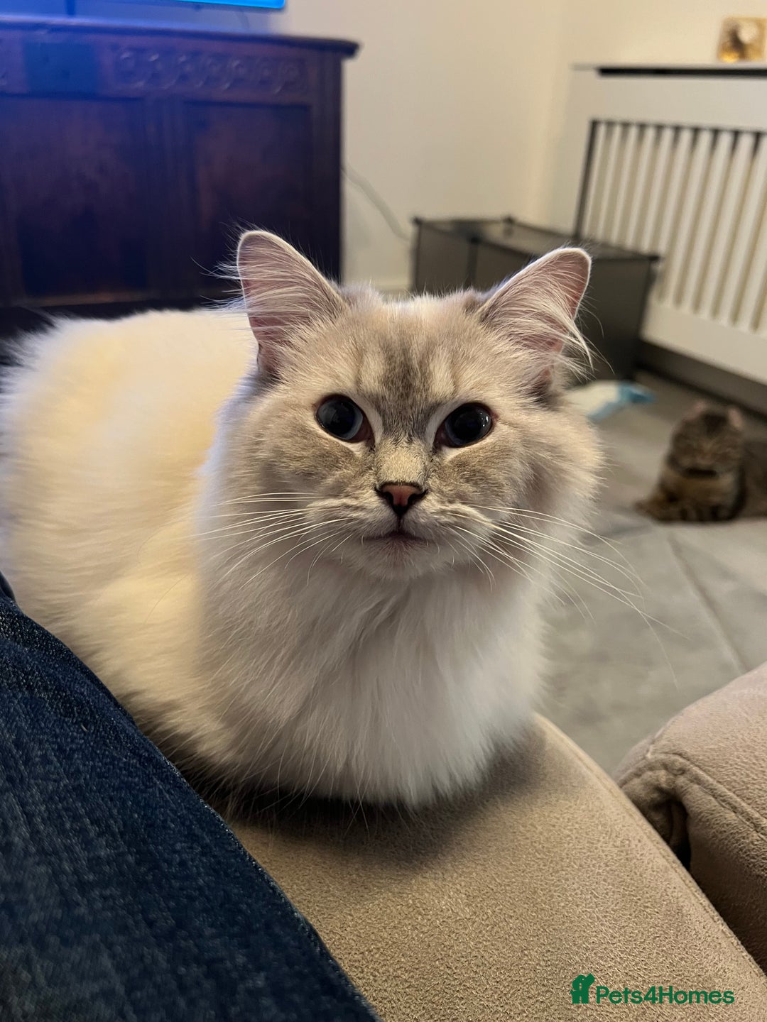 Ragdoll cats for sale: Stunning Seal Point Lynx Ragdoll For Sale. - Image 19