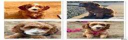 Cavapoo dogs for sale: Beautiful, health tested F1b Cavapoo Puppies - Advert 1