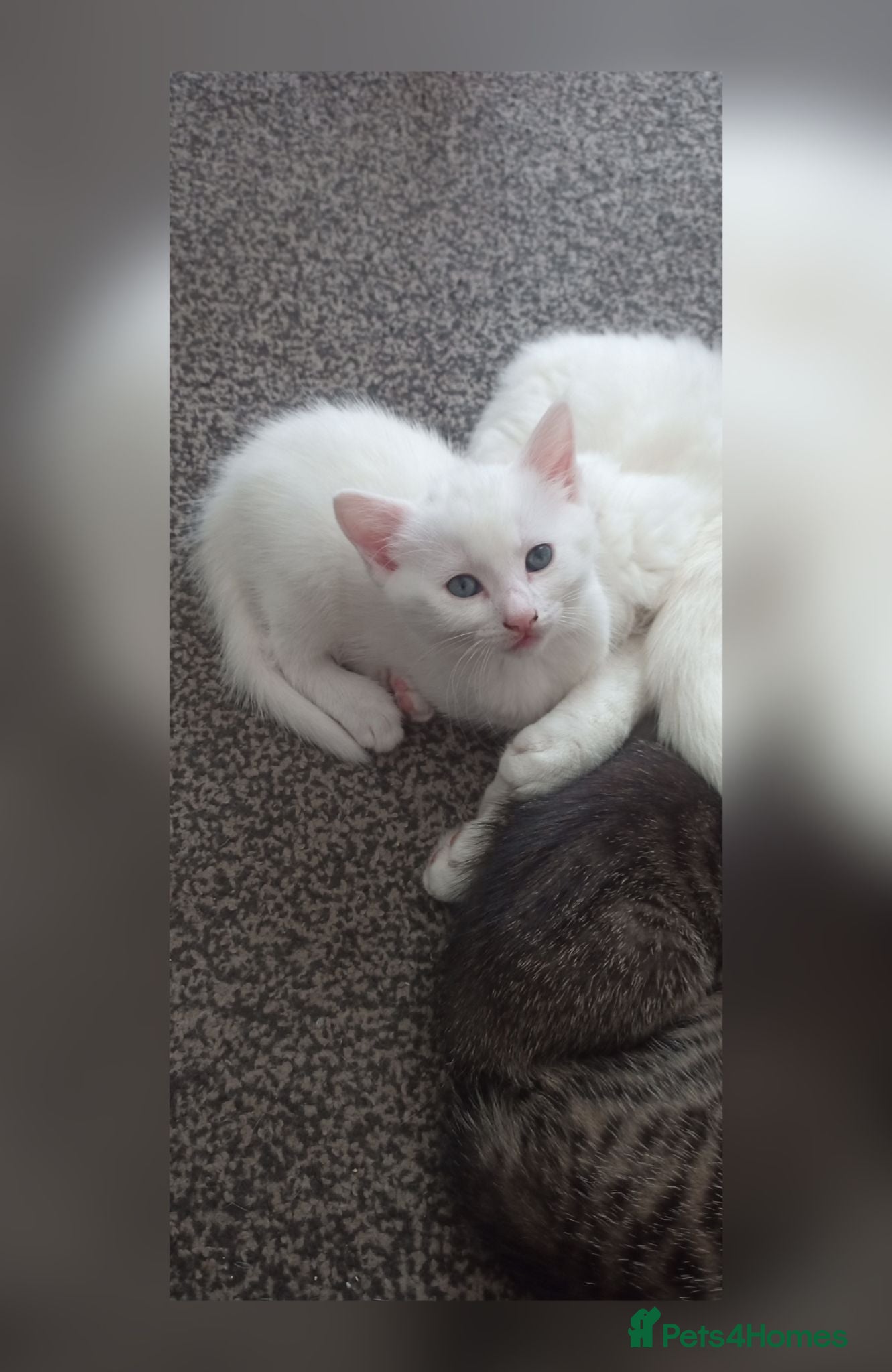 Siberian cats 1 van/siberian kitten for sale - Advert 9