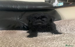 Cockapoo dogs for sale: Ready Now Beautiful litter of cockapoo puppies  - Image 5