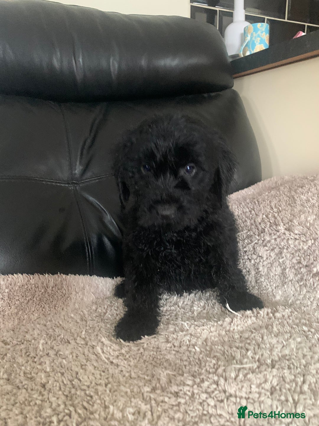 Cockapoo dogs for sale: Ready Now Beautiful litter of cockapoo puppies  - Image 5