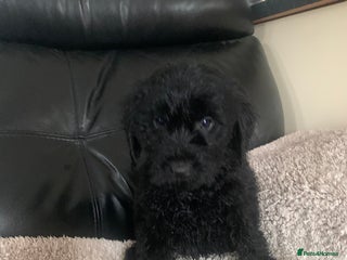 Cockapoo dogs - Advert 16