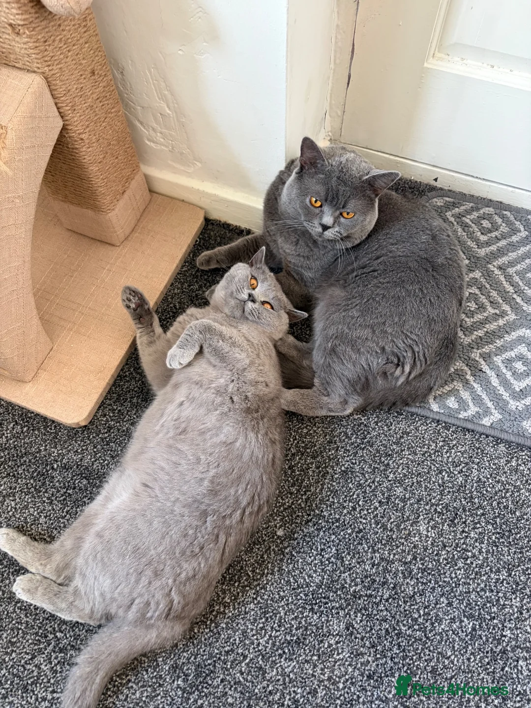 British Shorthair cats for sale: British shorthair kittens.  - Advert 8