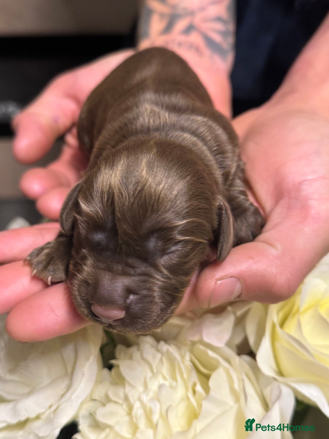 Cocker Spaniel dogs for sale: Merle cocker spaniels  - Image 21