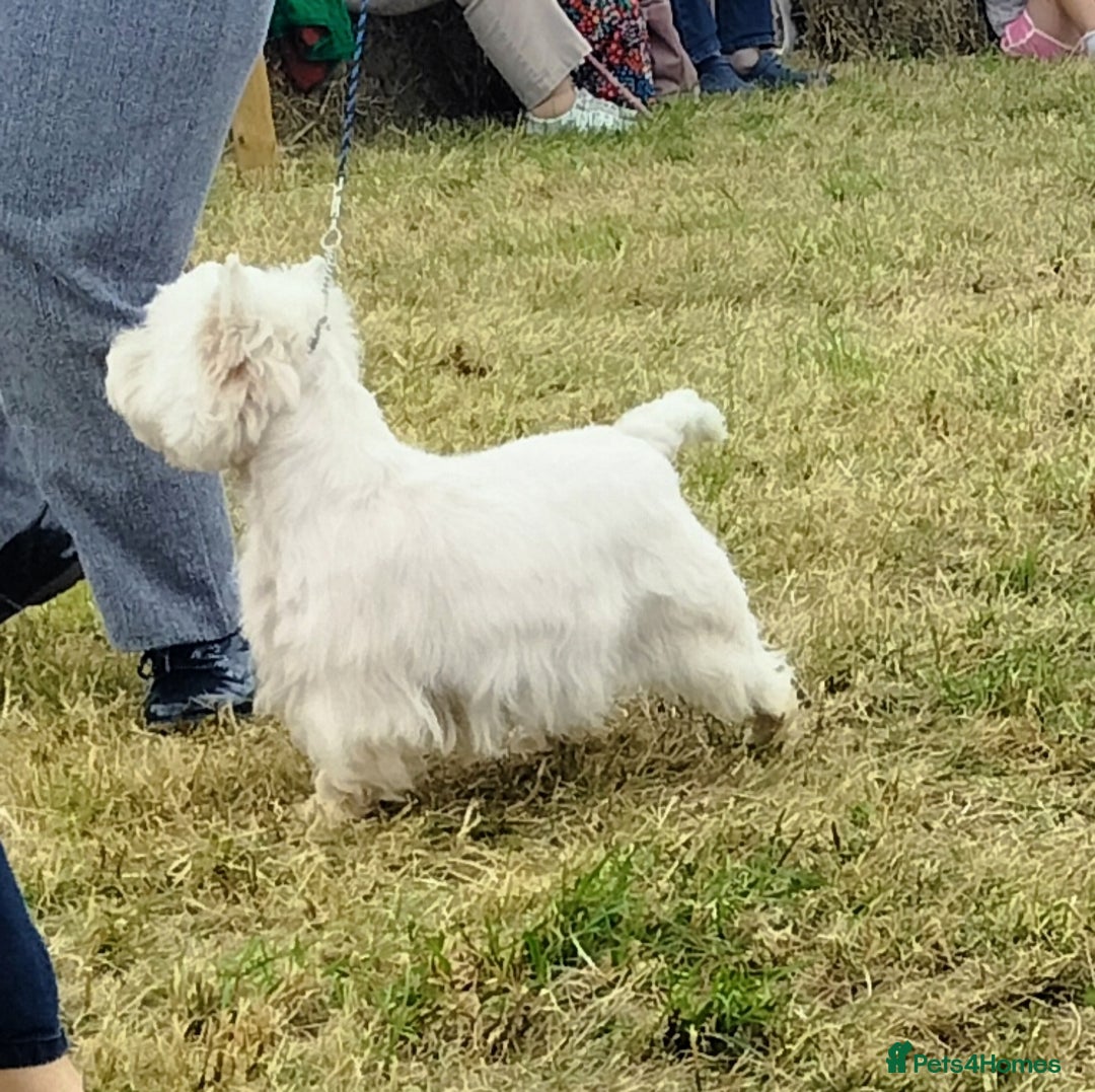 West Highland Terrier dogs for stud: * stud only* KC Stunning west highland terrier in Swansea - Advert 7