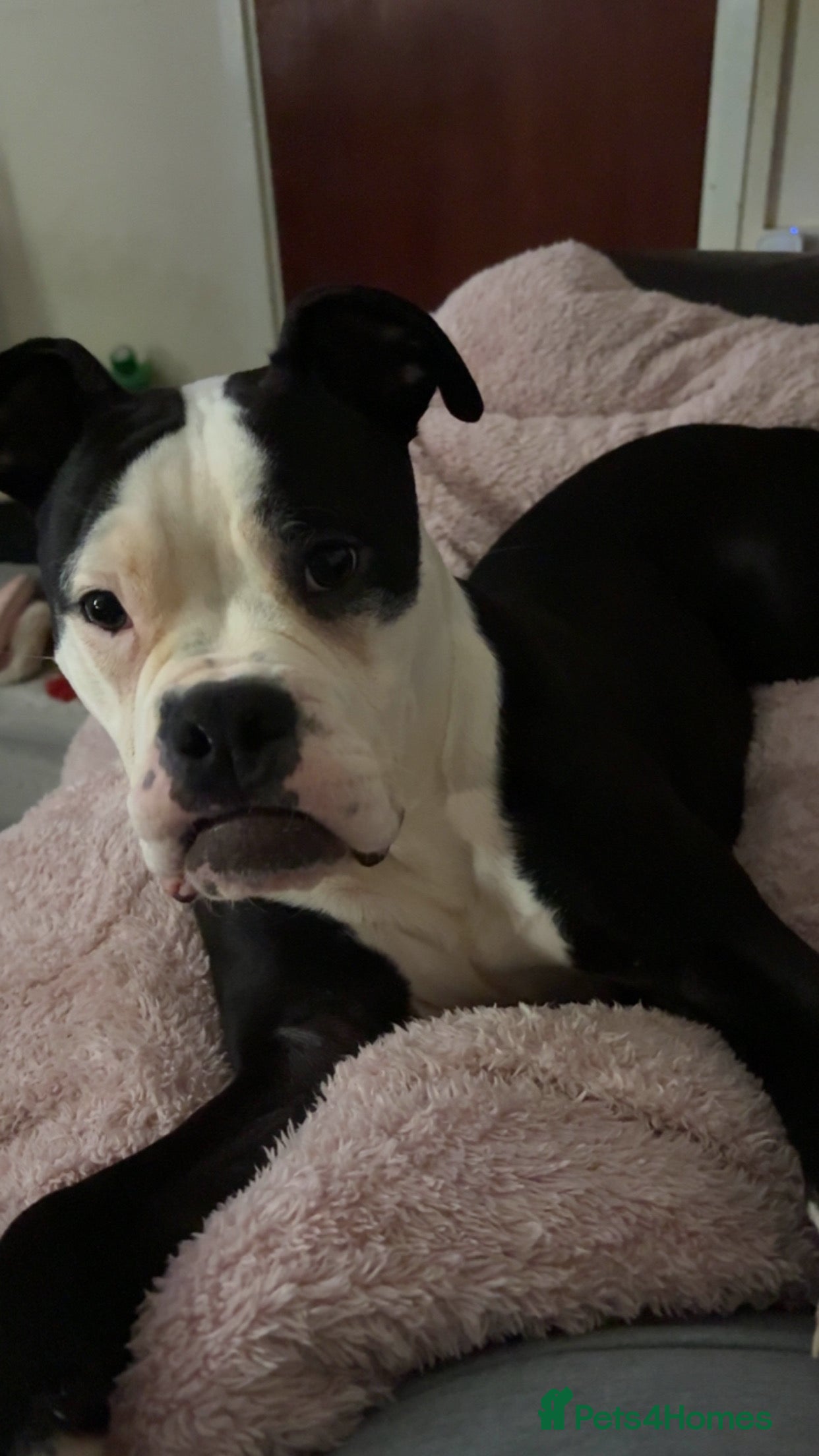 Mixed Breed dogs American bulldog X English bulldog - Advert 3