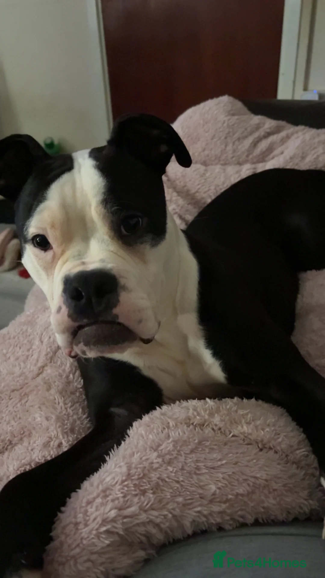 Mixed Breed dogs for sale: American bulldog X English bulldog in Hereford - Advert 1