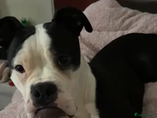 Mixed Breed dogs American bulldog X English bulldog - Advert 1