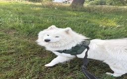 Samoyed dogs for sale: Lovely 2 year old boy  - Image 5