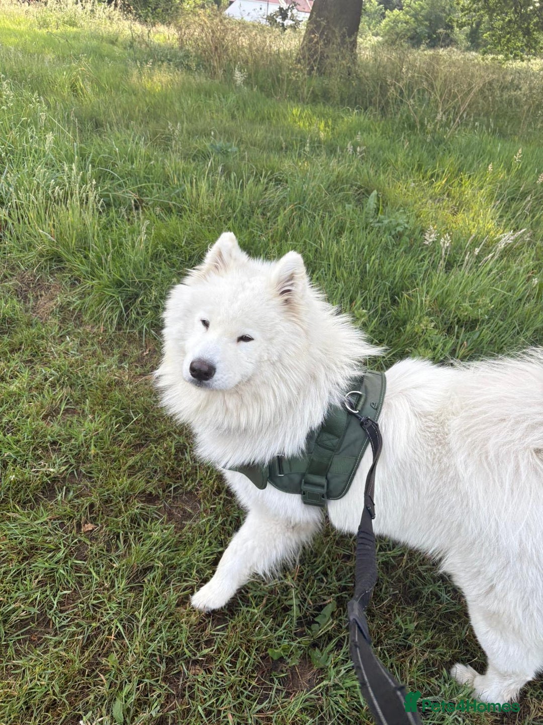 Samoyed dogs for sale: Lovely 2 year old boy  - Image 5