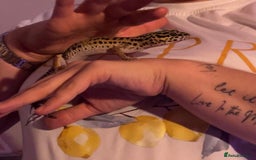 Leopard Gecko reptiles for sale: Diego - Advert 1