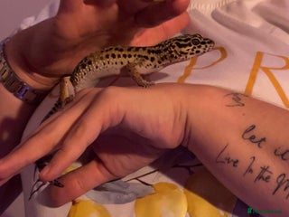 Leopard Gecko reptiles Diego - Advert 1