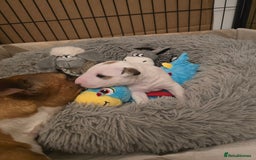 Miniature Bull terrier dogs for sale: Miniature Bull Terrier  - Image 7