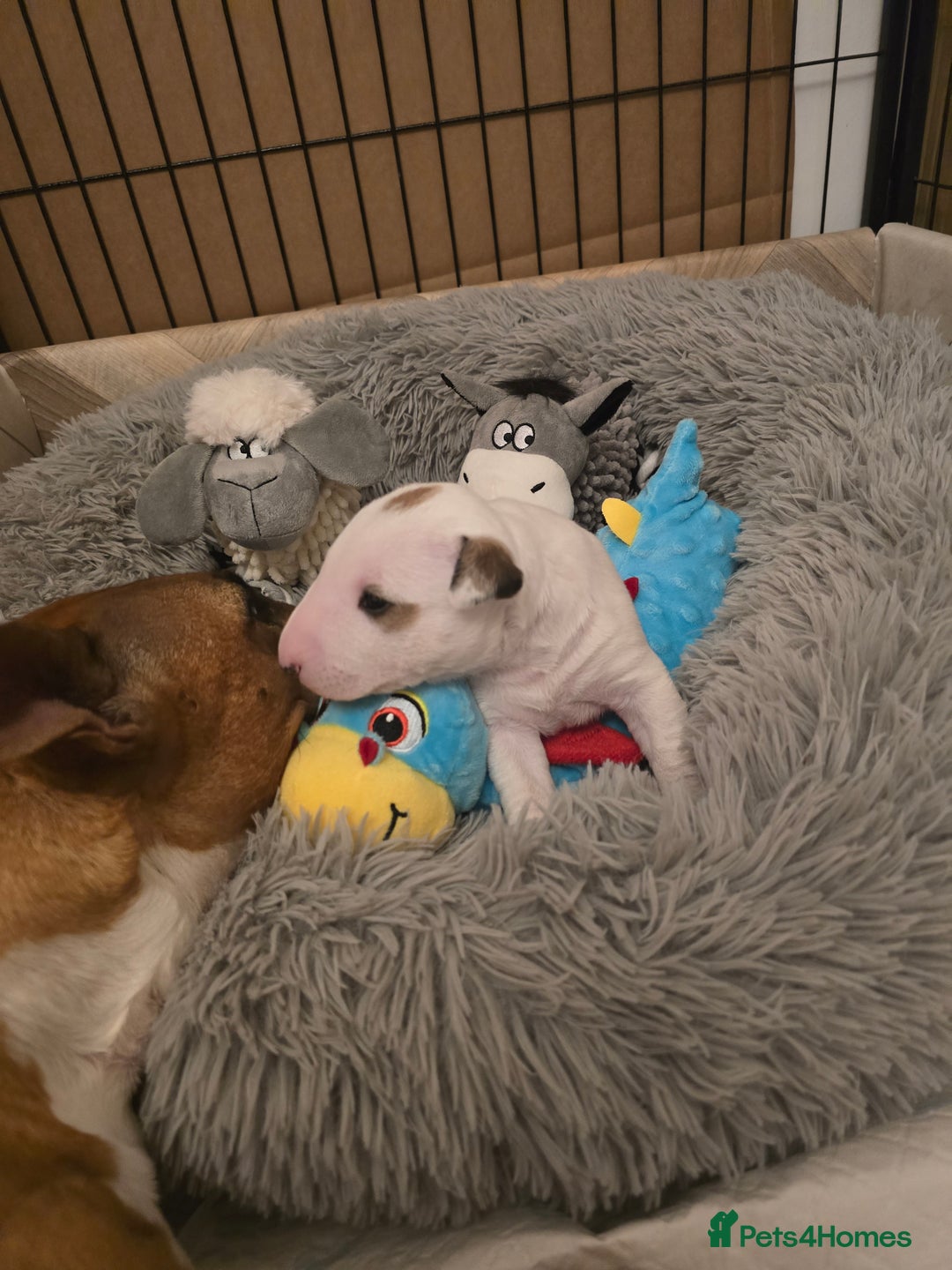 Miniature Bull terrier dogs for sale: Miniature Bull Terrier  - Image 7