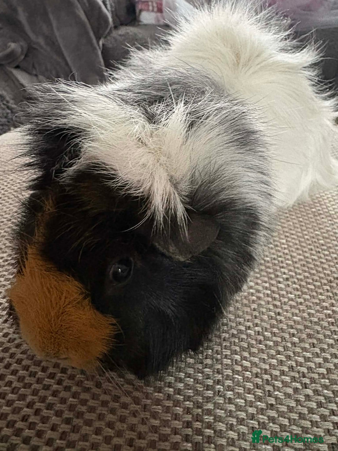 Guinea Pig rodents for sale: Adult and baby guinea pigs - Advert 2