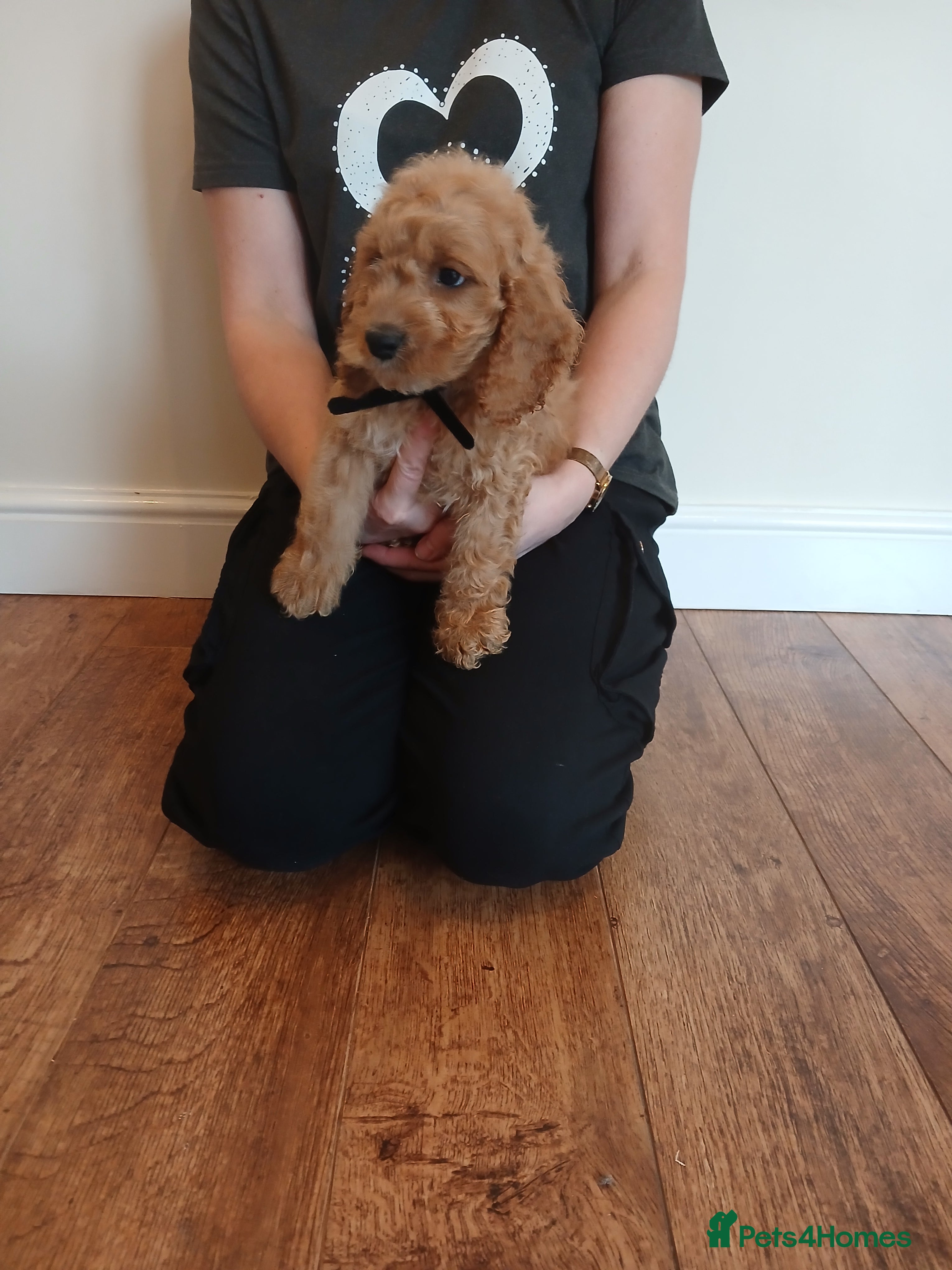 Cockapoo dogs Cockapoo puppies  - Advert 5