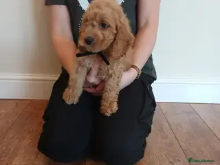 Cockapoo dogs Cockapoo puppies - Advert 6