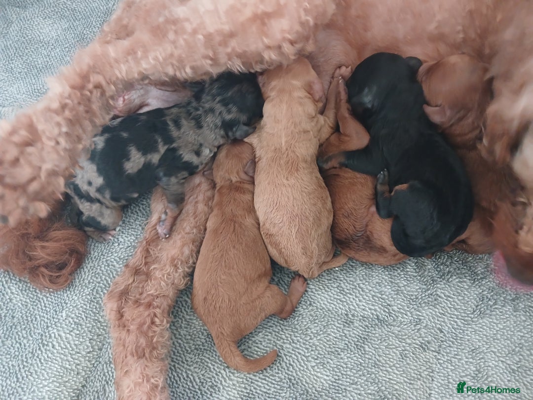 Labradoodle dogs for sale: ✨️Miniture Labradoodles✨️ - Image 8