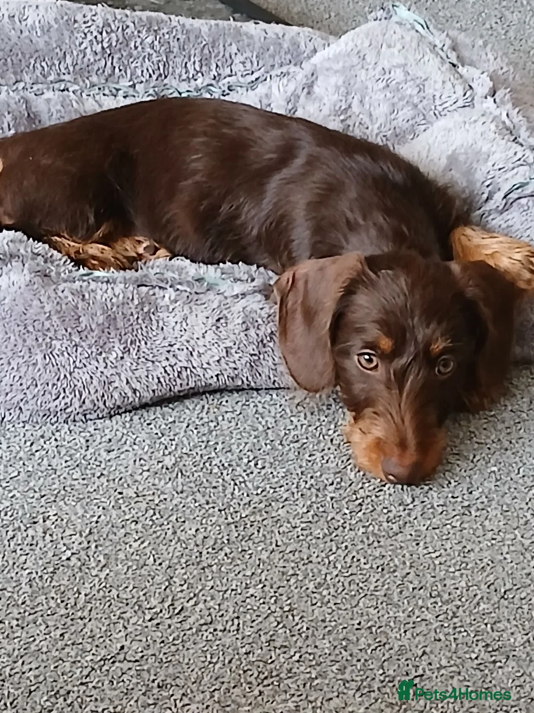 Dachshund dogs for sale: Chocolate and tan wirehair dachshund  - Advert 2