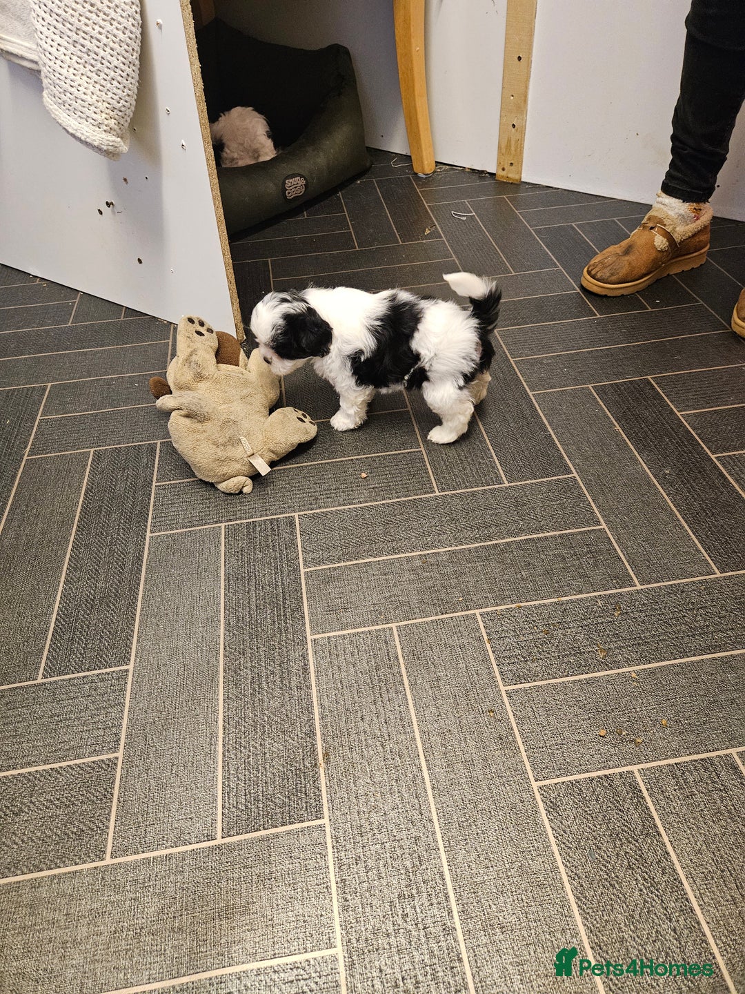 Mixed Breed dogs for sale: Jackallhapso - Advert 7