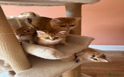 British Shorthair cats for sale: beautiful golden bsh kittens - Image 7