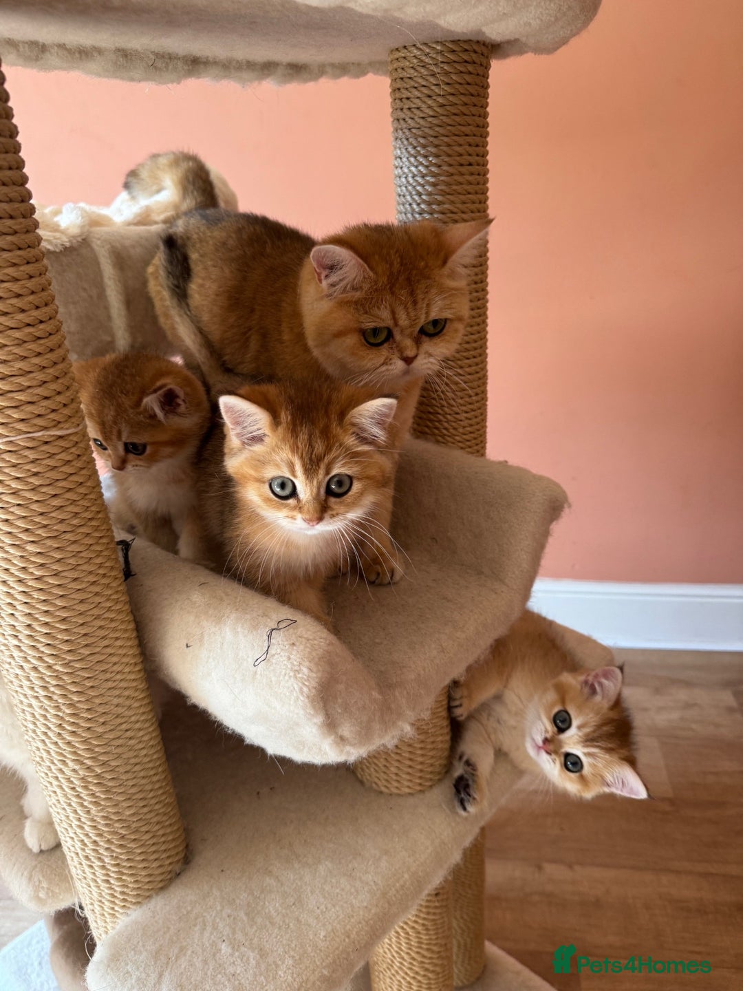British Shorthair cats for sale: beautiful golden bsh kittens - Image 7