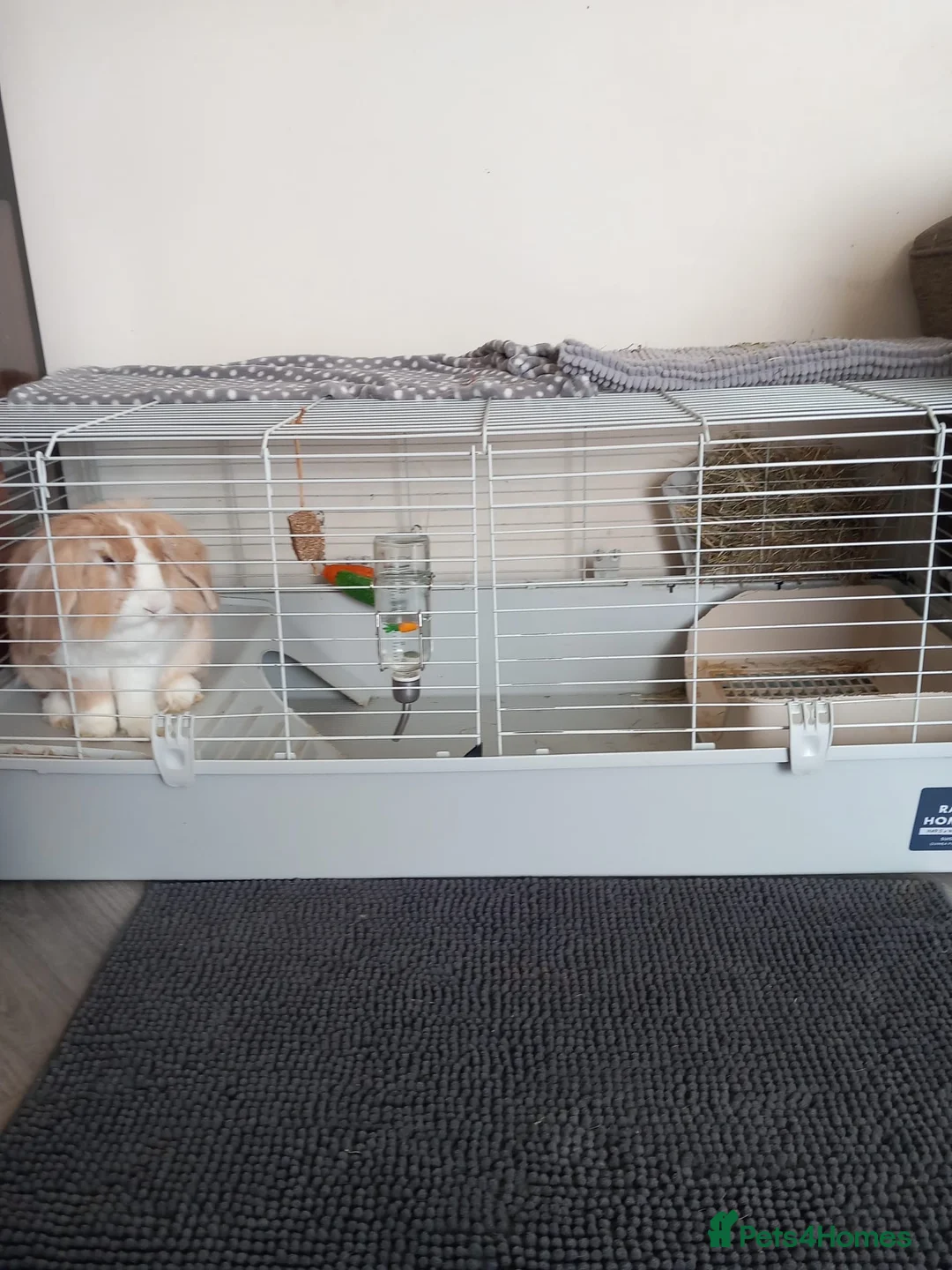 Lionhead rabbits for sale: Pianka in Coalville - Advert 1