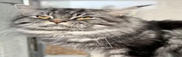 Maine Coon cats for stud: Beautiful main coon stud muffin in Smethwick - Advert 21