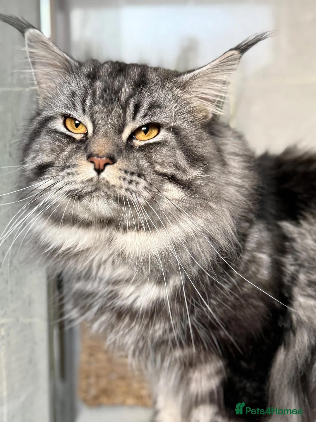 Maine Coon cats for stud: Beautiful main coon stud muffin in Smethwick - Advert 21