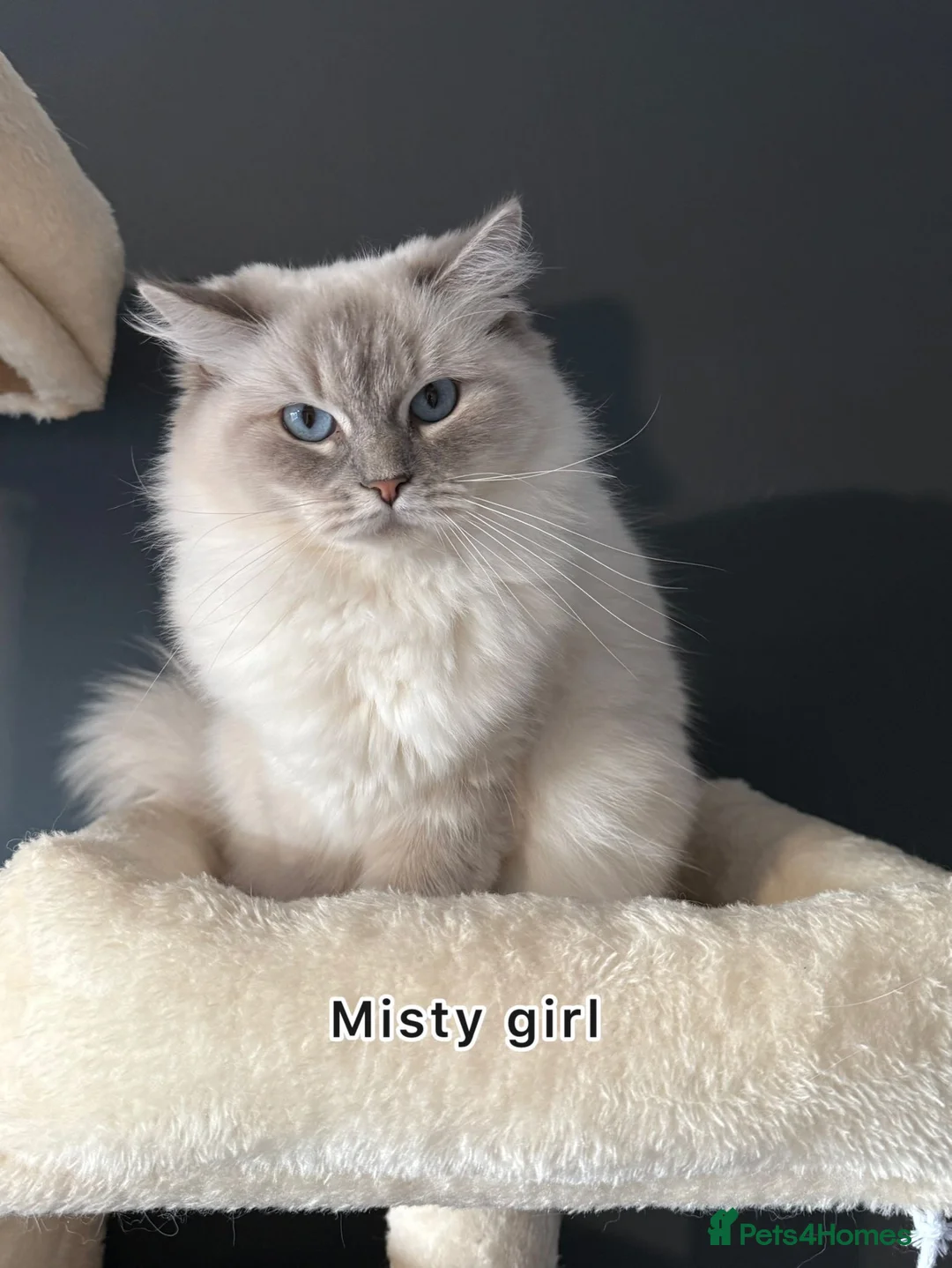 Ragdoll cats for sale: 🌟 Beautiful Pedigree Cats Looking for Loving Home - Advert 5