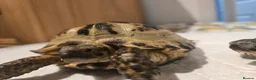 Tortoise reptiles for sale: Horsefields tortoises  in Great Yarmouth - Advert 3