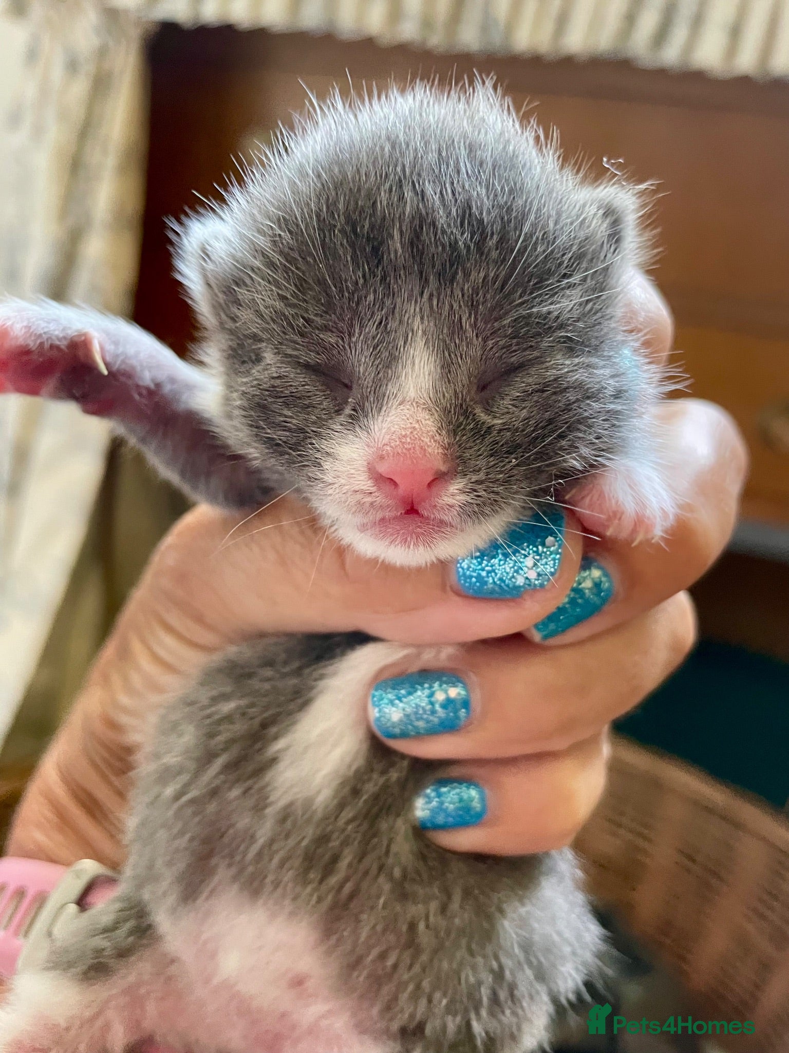 Mixed Breed cats Russian blue/British short hair  - Advert 1
