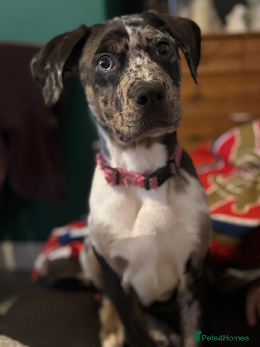 Mixed Breed dogs for sale: Cane corso X  - Advert 2