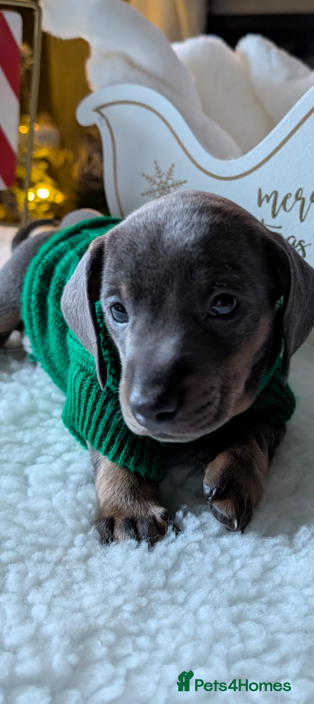 Miniature Dachshund dogs for sale: Beautiful mini dachshunds  - Advert 6