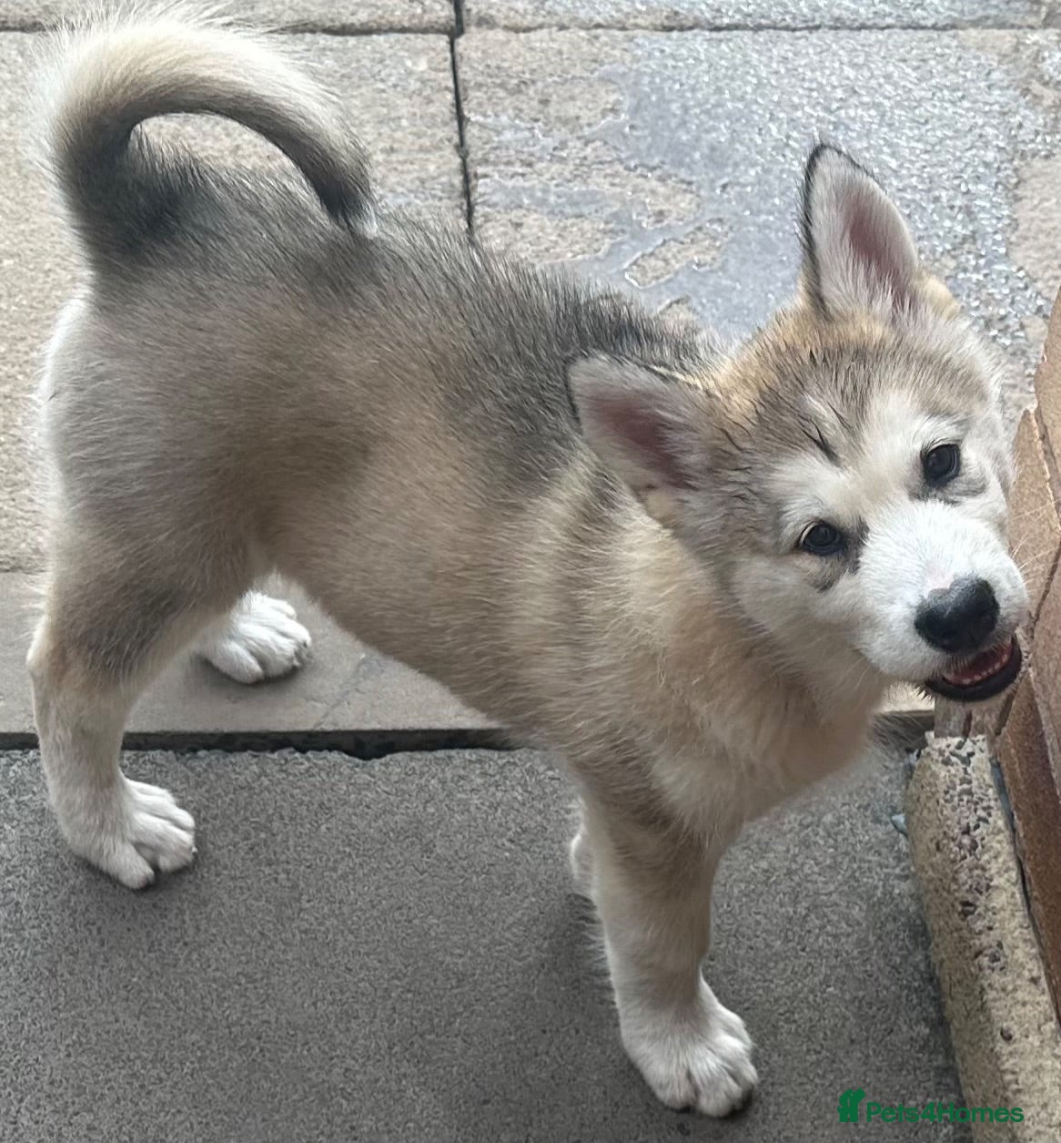 Alaskan Malamute dogs Rare big pure Alaskan Malamute pups - Advert 2