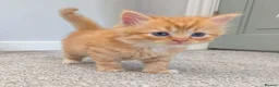 Persian cats for sale: Ginger Persian/ragdoll mix girl kitten, adorable! - Advert 5