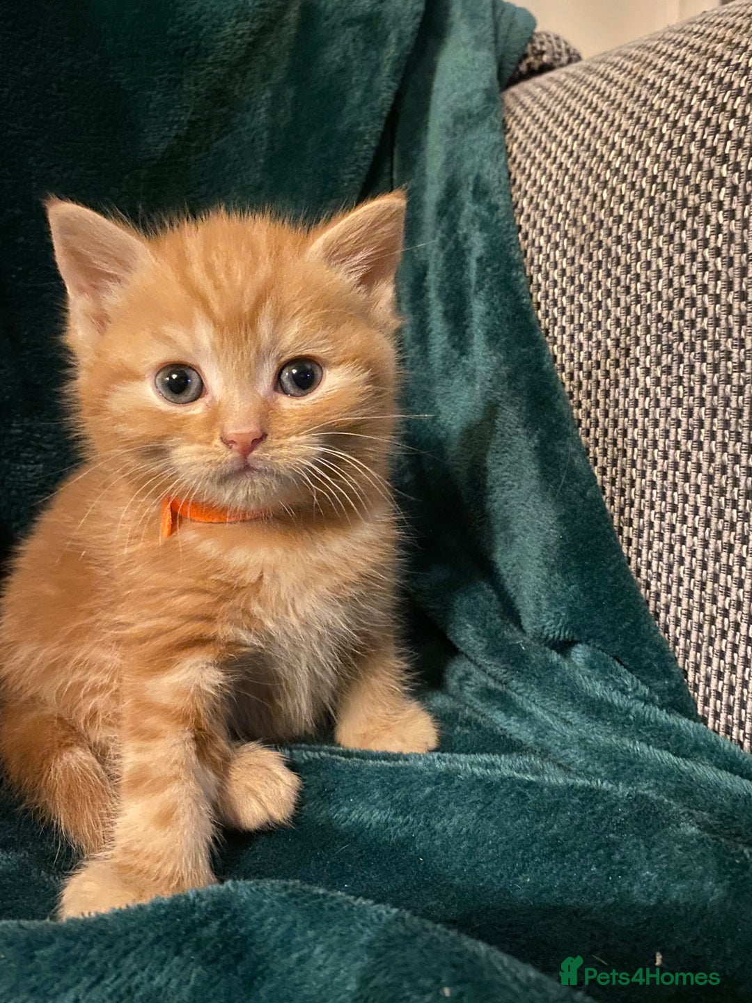 Scottish Fold cats for sale: Scottish Straight Ginger Kittens  - Advert 15