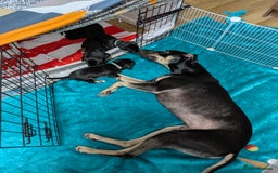 Mixed Breed dogs for sale: Jack, Springer X staffy, lurcher puppies - Image 39