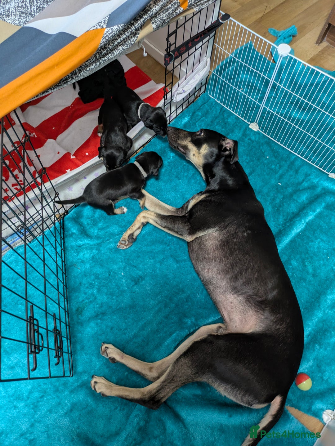Mixed Breed dogs for sale: Jack, Springer X staffy, lurcher puppies - Image 39