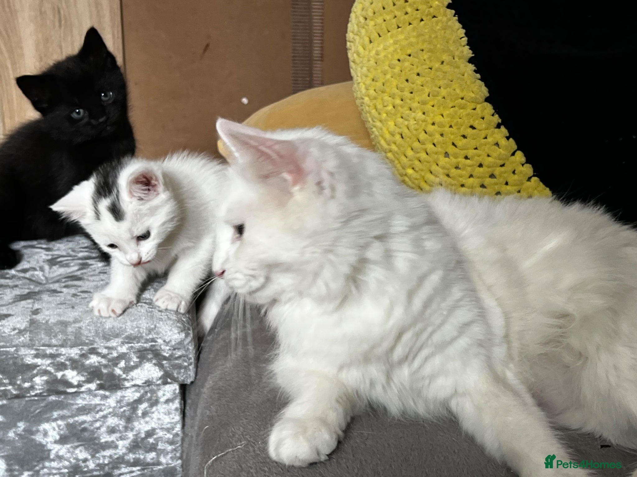 Mixed Breed cats Adorable Kittens for Sale – Black Boy & White Girl - Advert 6