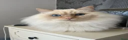 Ragdoll cats for sale: 2x RagdollxPersian Pairs in Mansfield - Advert 27