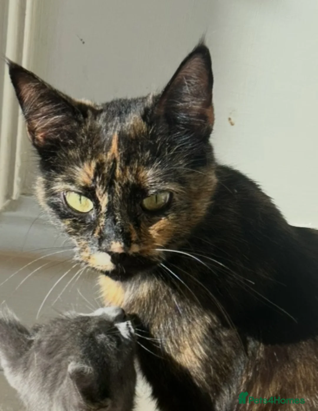Mixed Breed cats for sale: 2 black kittens for sale £30 each - Advert 1
