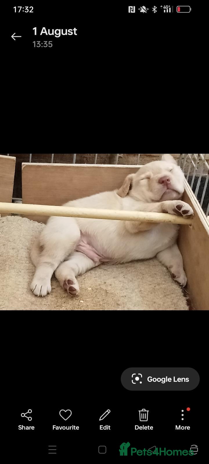 Labrador Retriever dogs 5 Pedigree Labrador Puppies - Advert 1