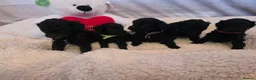 Cavapoo dogs for sale: Stunning  toy cavapoos available  - Advert 29